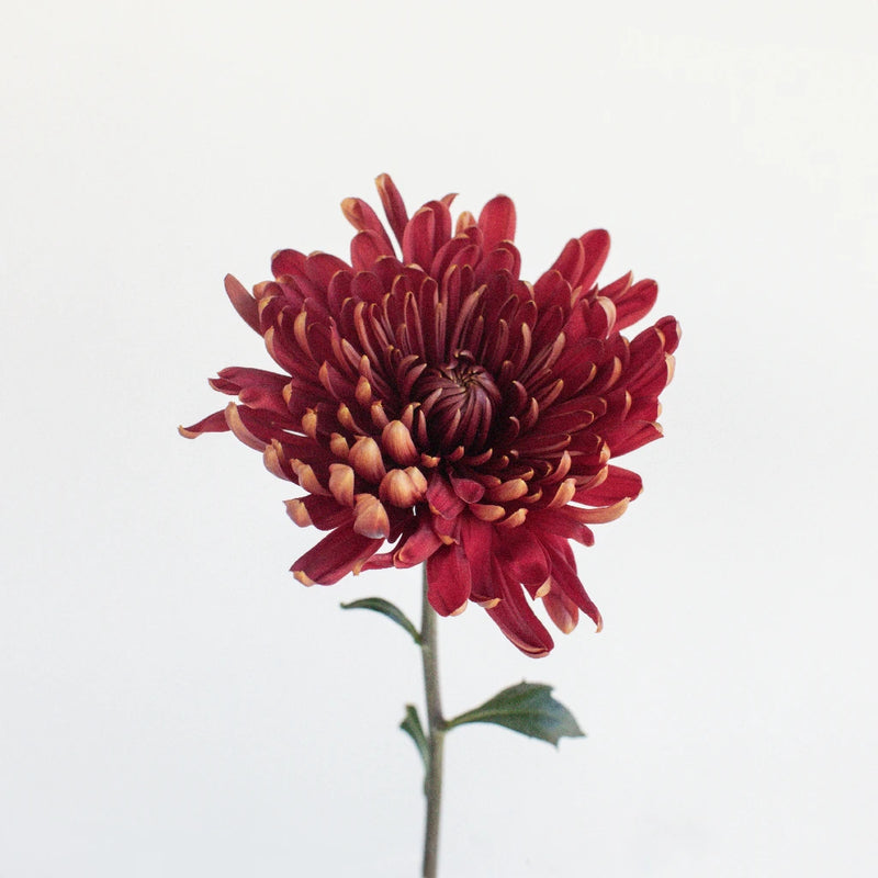 Fall Sunset Cremon Flower Stem - Image