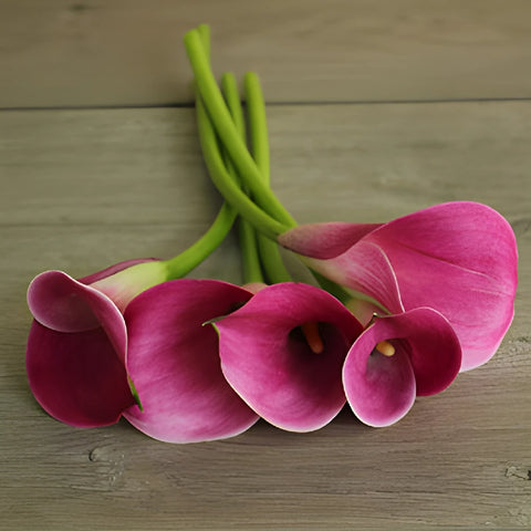 Pink Persuasion Calla Lily Flower