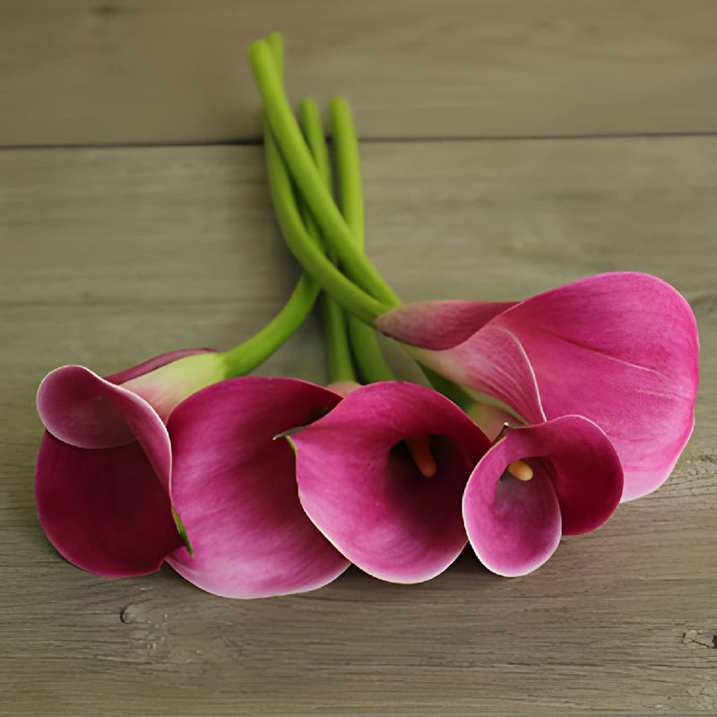 Pink Persuasion Calla Lily Flower