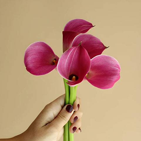 Pink Persuasion Calla Lily Flower