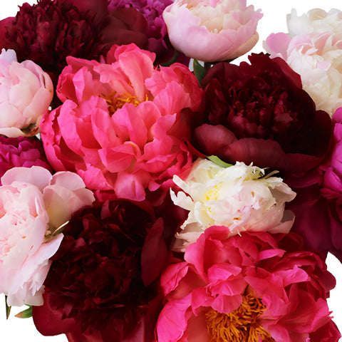 Farm Mix Color Dark Peonies up close