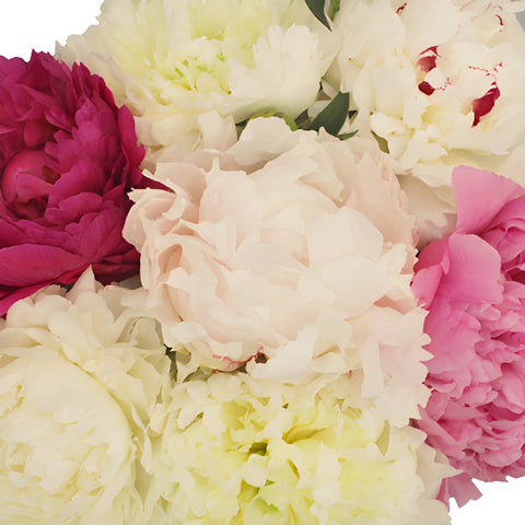 Farm Mix Color Light Peonies up close