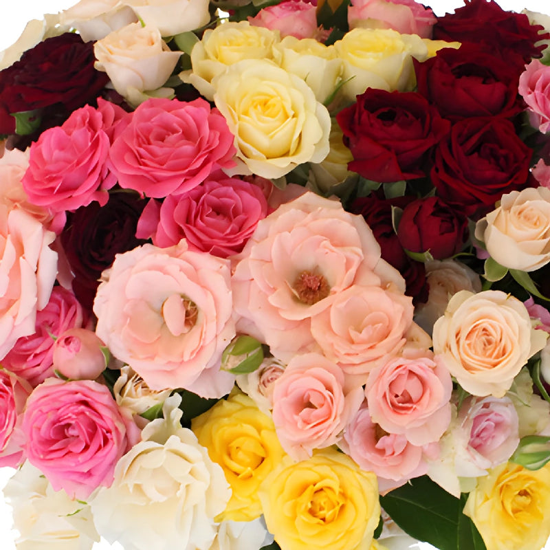 Mixed Color Spray Roses