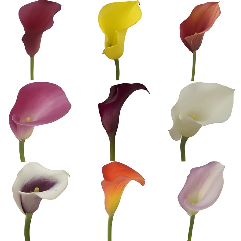Mixed Color Calla Lily Flowers