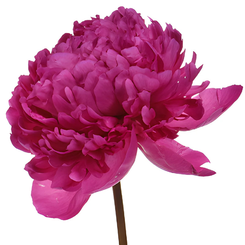 Felix Crouse Pink and Purple Peony Side Stem View