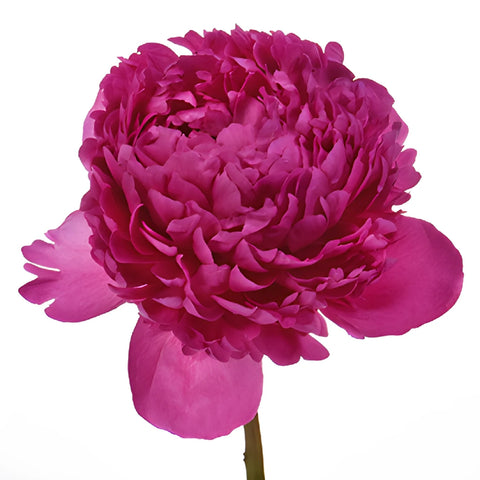 Felix Crouse Pink and Purple Peony Stem