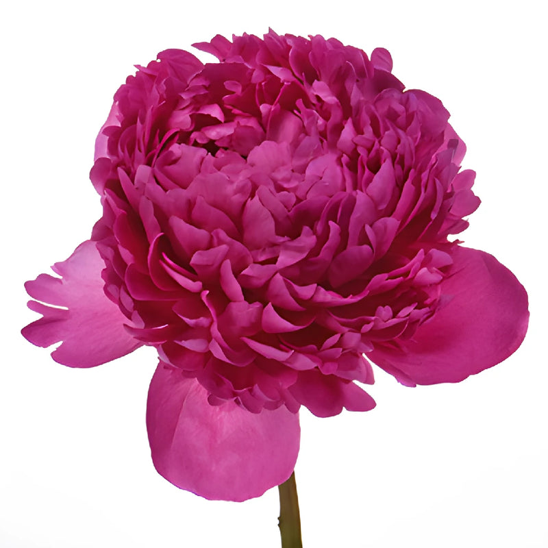 Felix Crouse Pink and Purple Peony Stem
