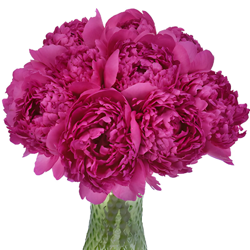 Felix Crouse Pink and Purple Peony in a vase
