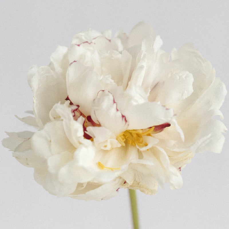 Festiva Maxima Stem - Image