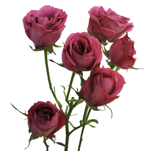 Lavender Mauve Spray Roses