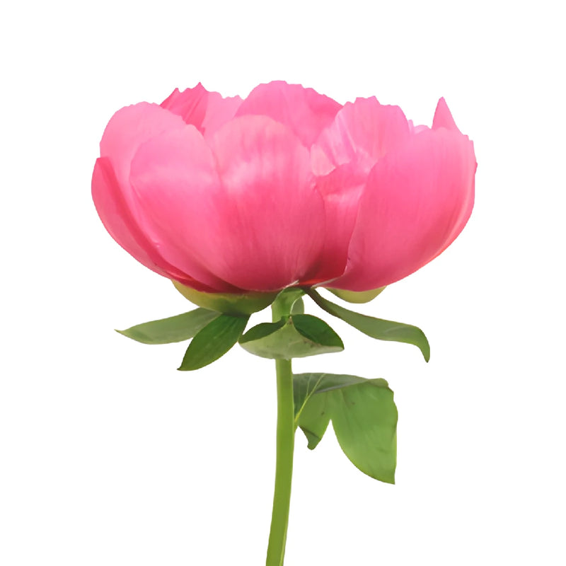 Flame Peonies for April Delivery