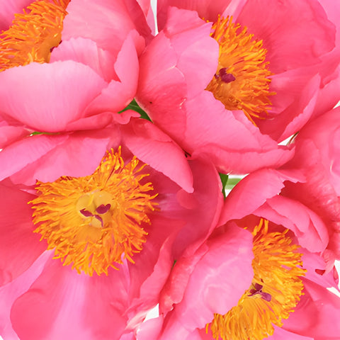 Flame Pink Peonies up close