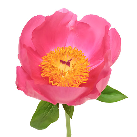 Flame Pink Peony Stem