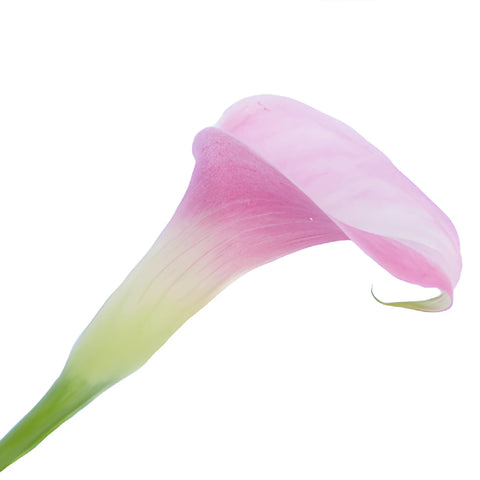 Pink Calla Lily Flower