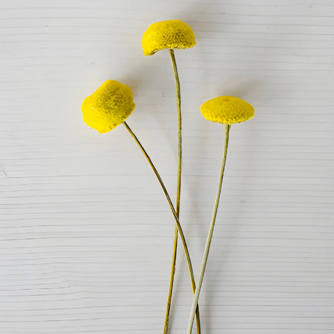 Yellow Dried Floral Buttons
