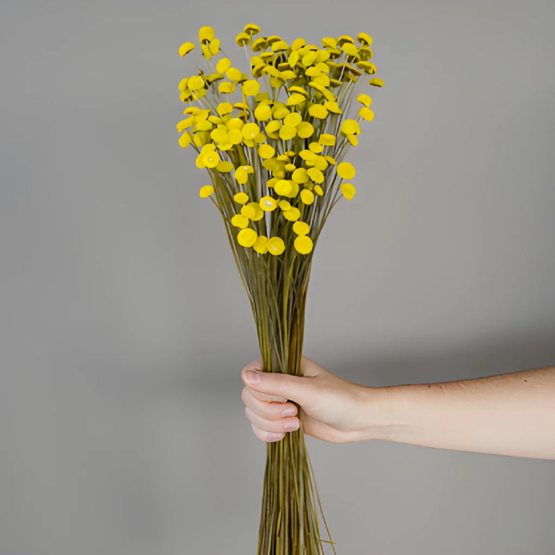 Yellow Dried Floral Buttons