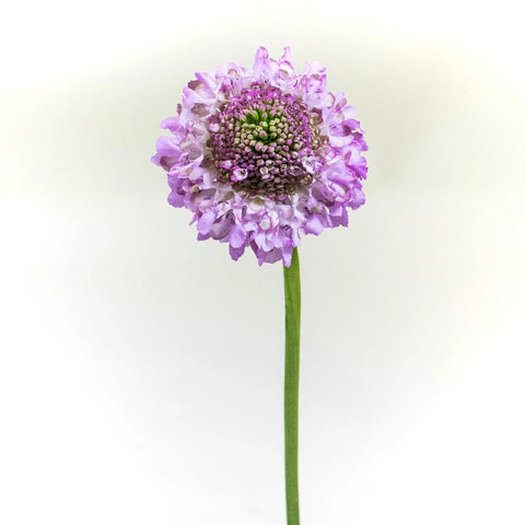 Lilac Focal Scabiosa Flower Stem