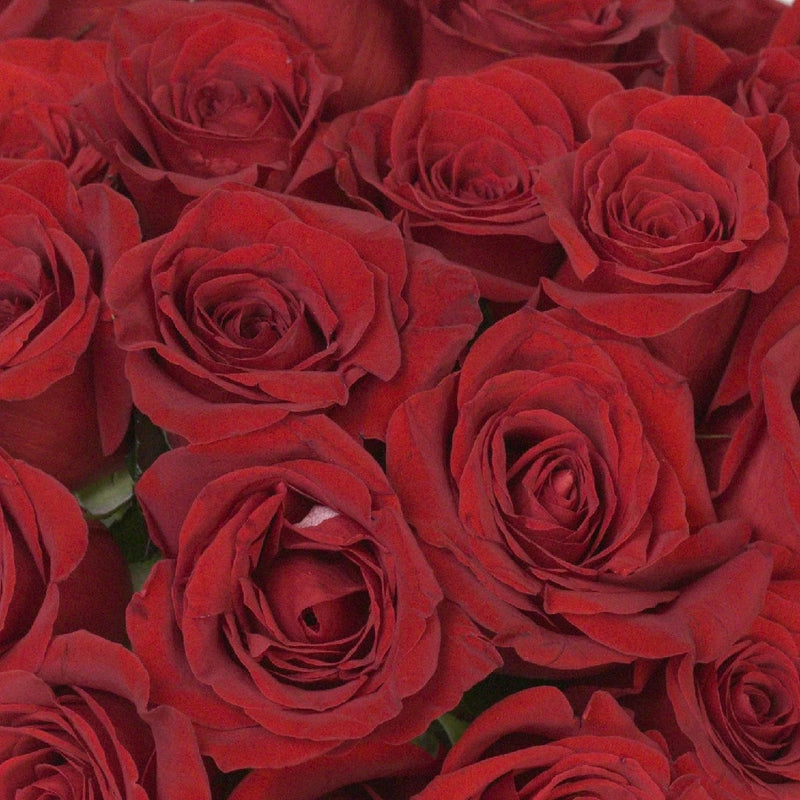 Freedom Red Rose Express Delivery Close Up - Image