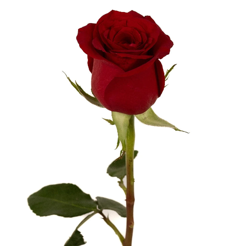 Freedom Red Rose Promotion - Image