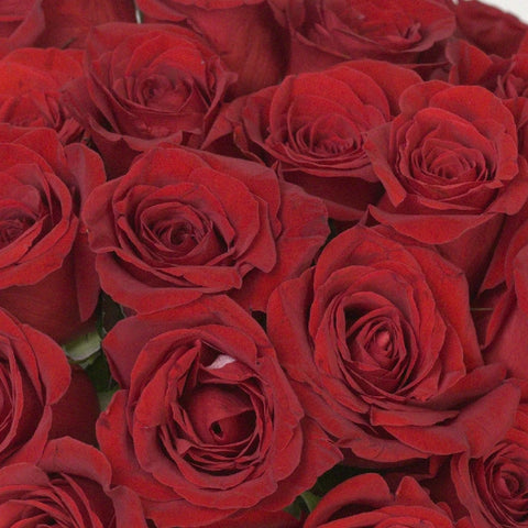 Freedom Red Rose Close Up - Image