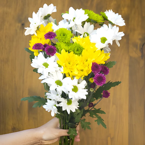 Save The Daisy, PomPom, and Cushion Growers DIY Flower Kit