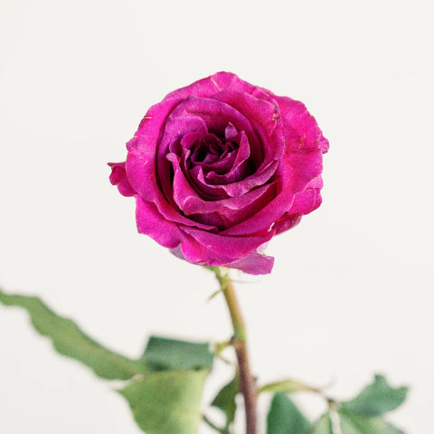 Fuchsia Mamy Blue Garden Rose Stem - Image
