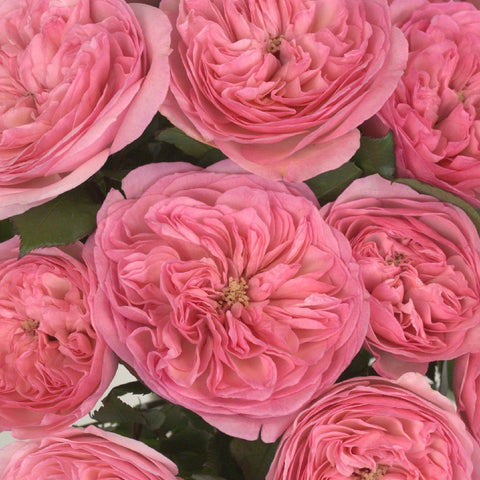 Garden Rose Pink Flower Maria Theresia Close Up - Image