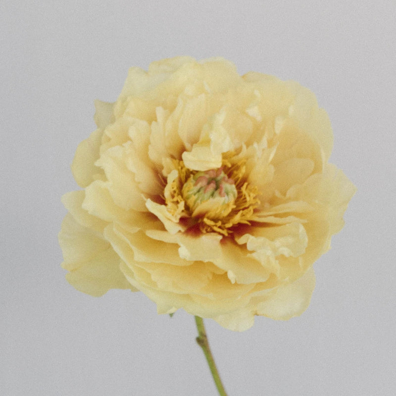 Garden Treasure Peony Stem - Image
