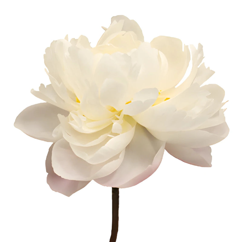 Gardenia Blush Peony Side Stem View