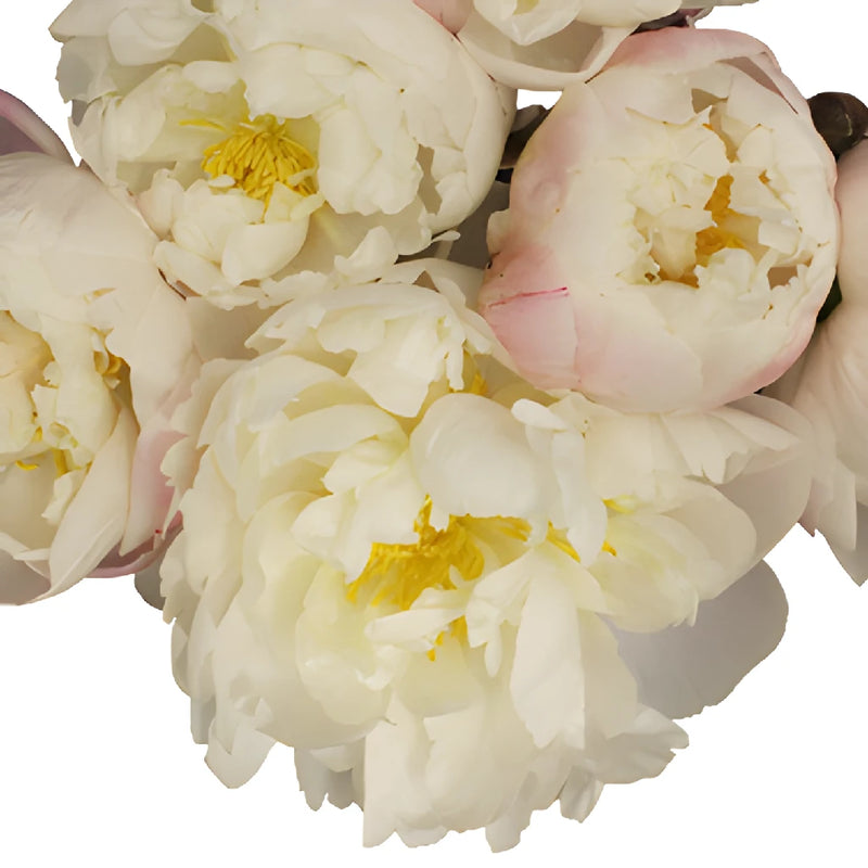 Gardenia Blush Peonies up close