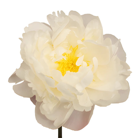 Gardenia Blush Peony Stem