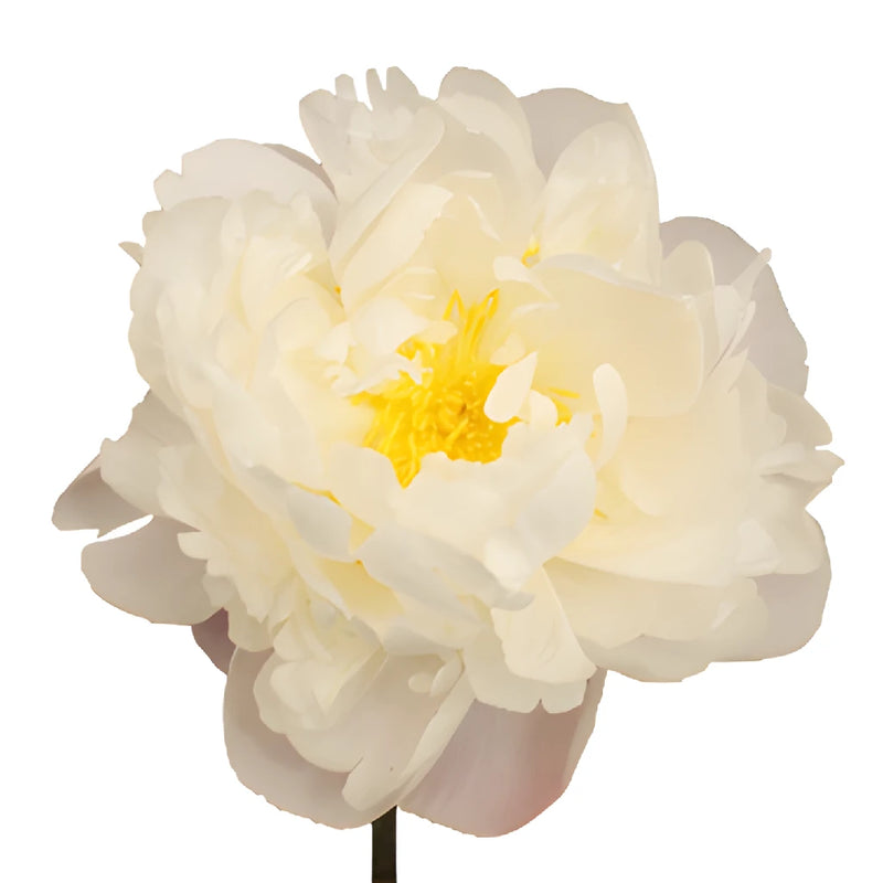Gardenia Blush Peony Stem