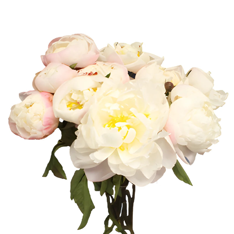 Gardenia Blush Peony in a vase
