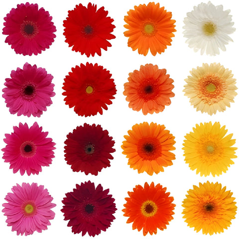 Gerbera Daisy Customize Wholesale Flower Blooms