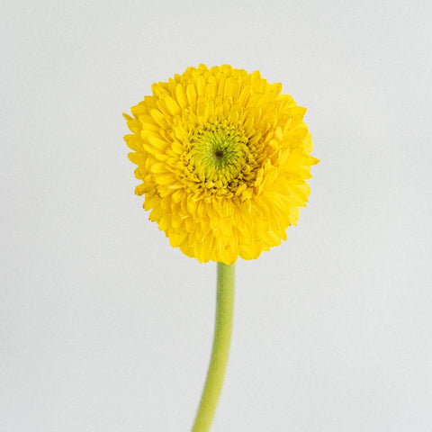 Gerrondo Gerbera Yellow Flower Stem - Image