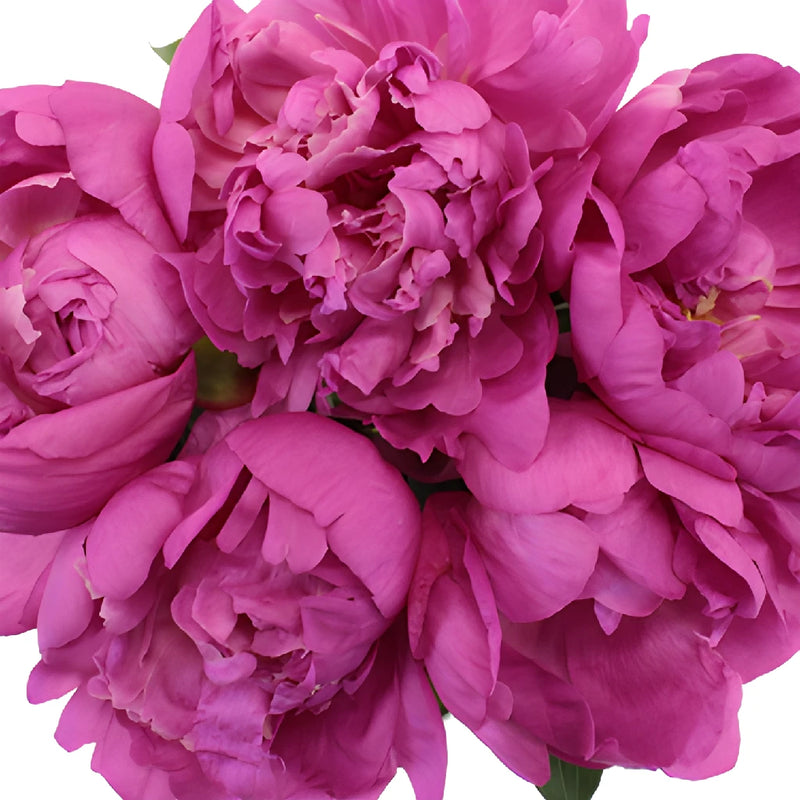 Gilbert Barthelot Purple Peonies up close