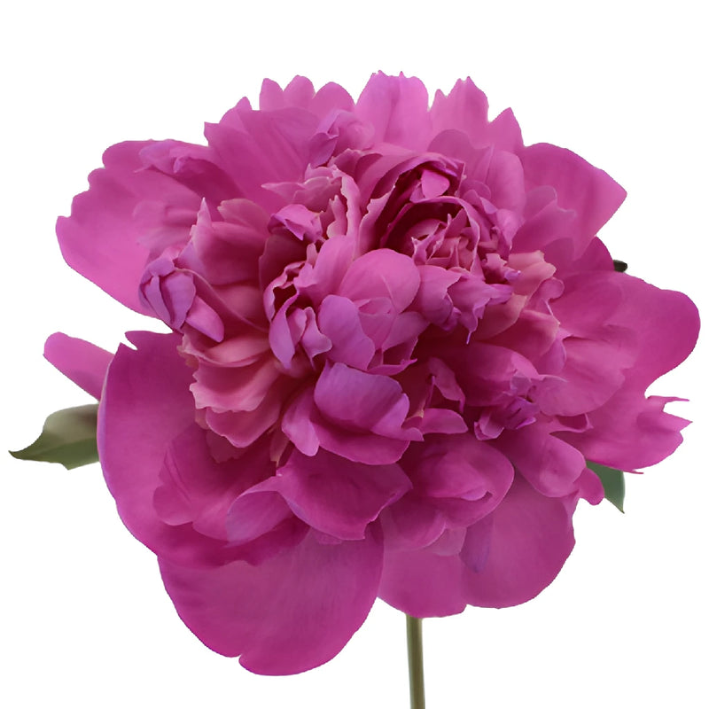 Gilbert Barthelot Purple Peony Stem