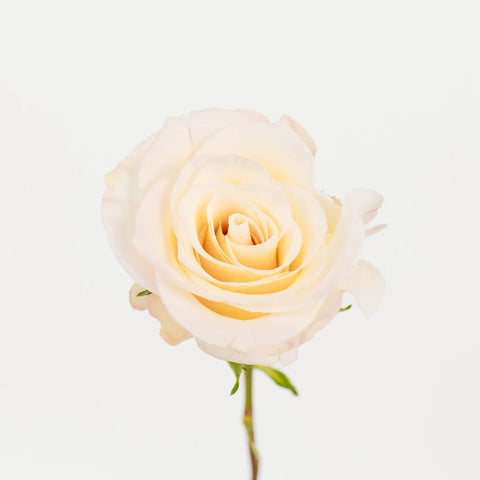 Giuliana Roses Stem - Image