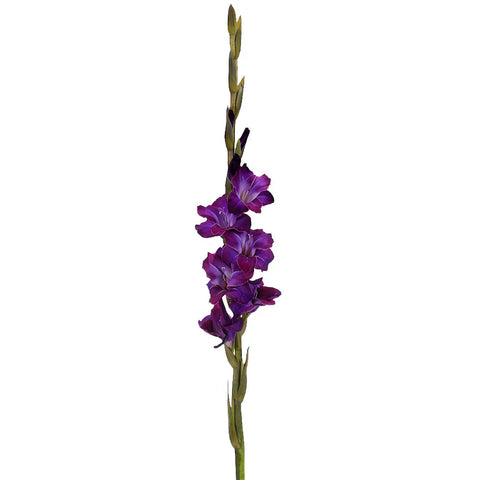 Deep Purple Gladiolus Flowers
