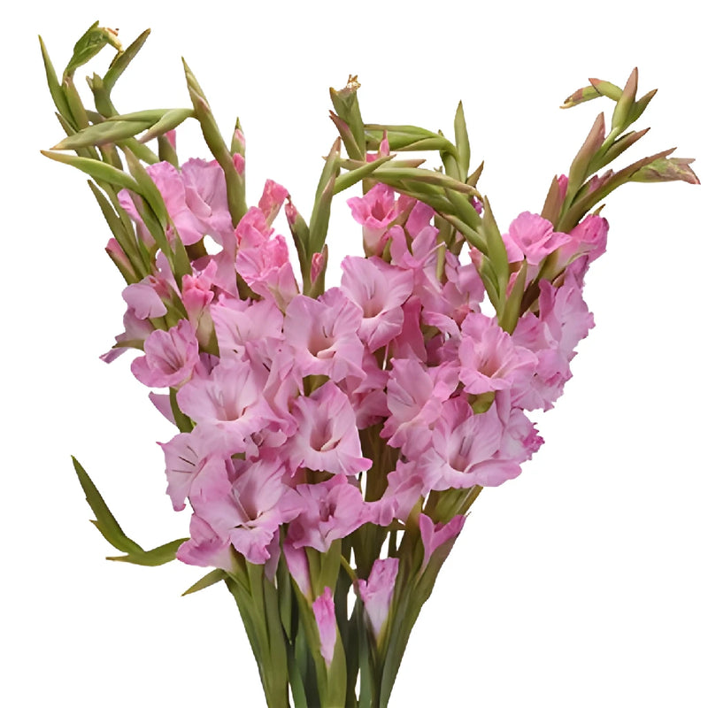 Pink Lavender Gladiolus Flowers