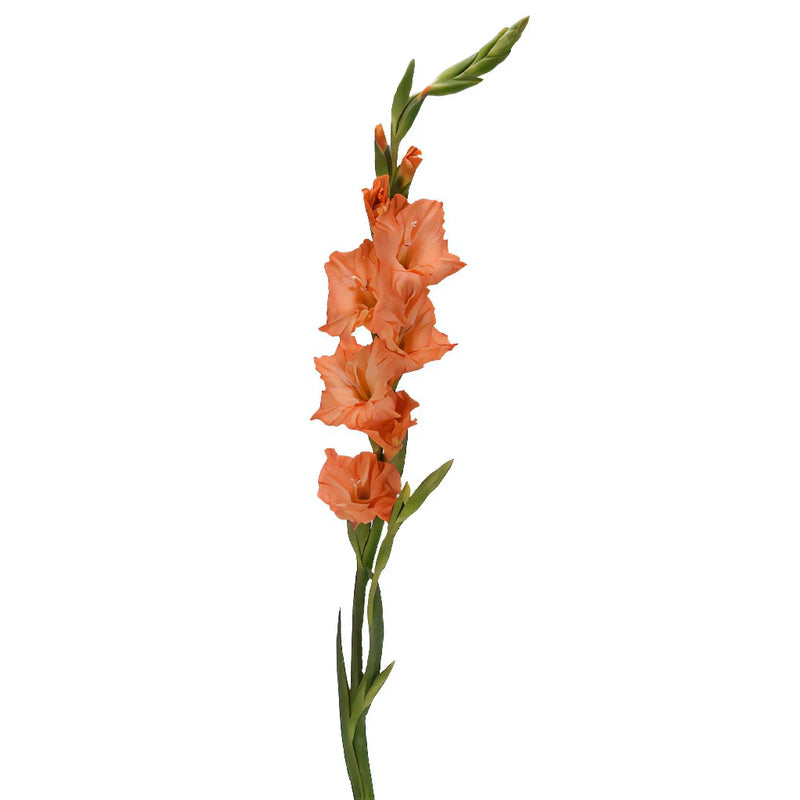 Orange Peach Gladiolus Flowers