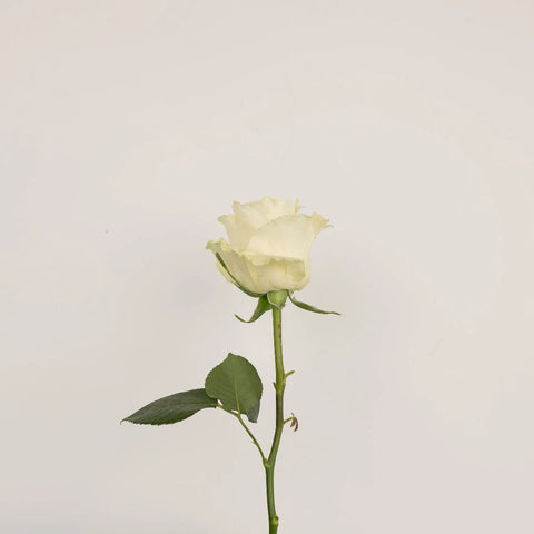 Glow In The Dark Roses Vase - Image