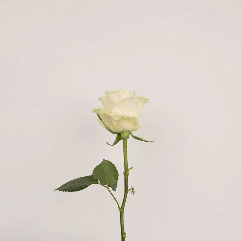 Glow In The Dark Roses Vase - Image