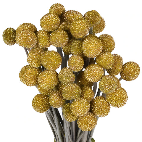 Gold Glitter Craspedia Billy Balls