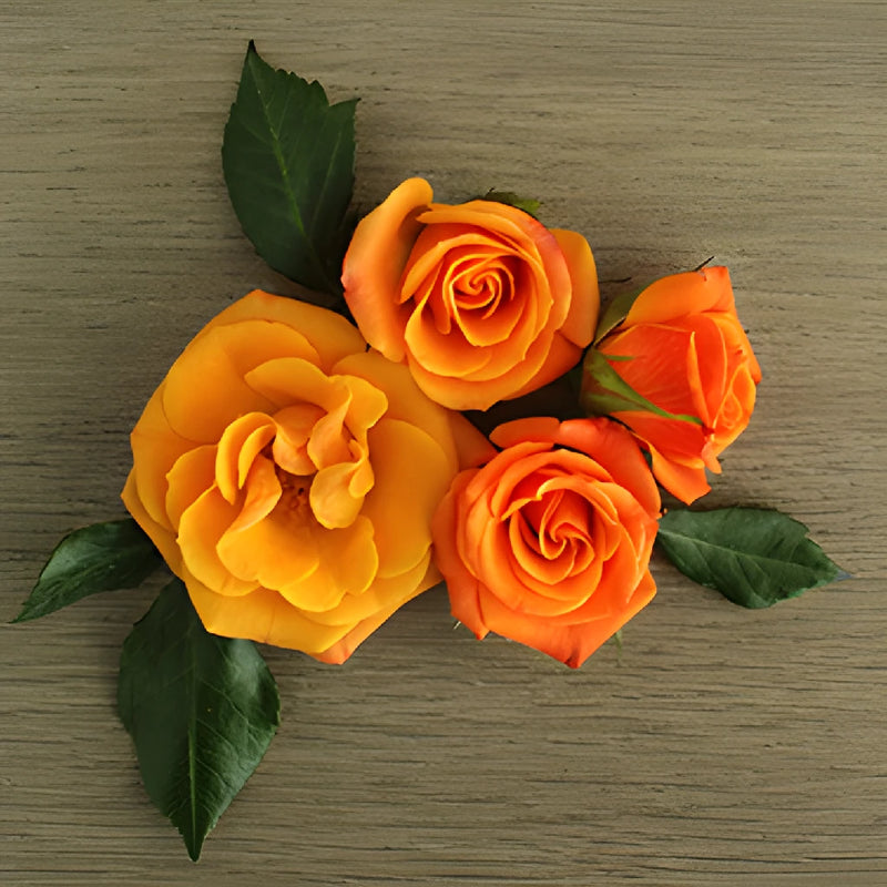 Golden Melon Spray Rose Flaylay