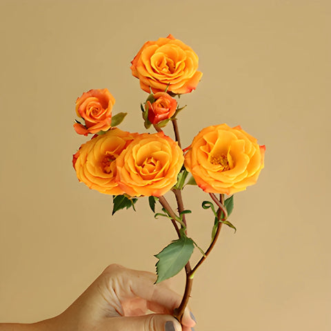 Golden Melon Spray Rose Stem
