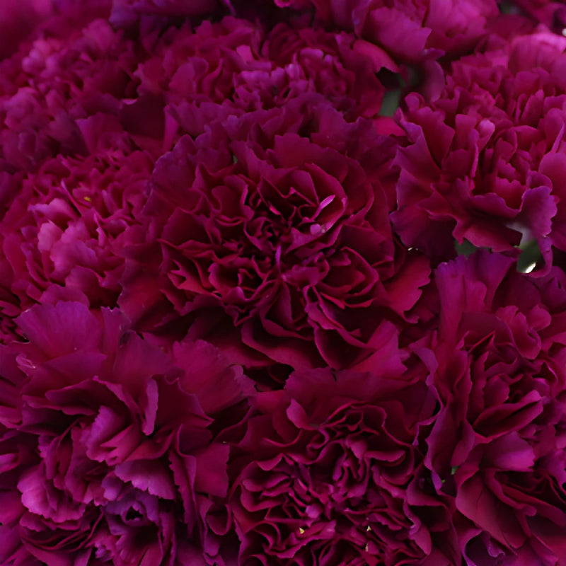 Golem Fuchsia Purple Wholesale Carnations Up close
