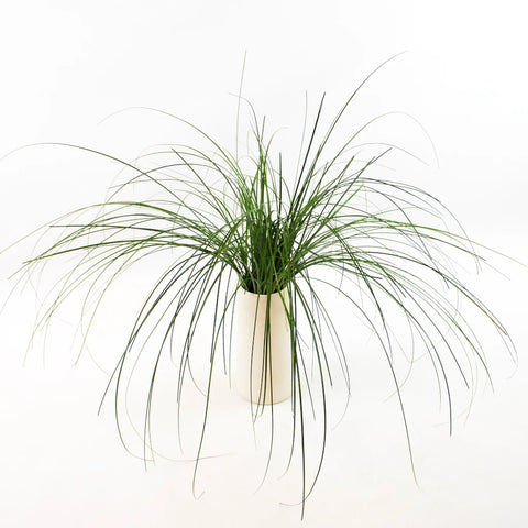 Green Bear Grass Greenery Bunch in Vase