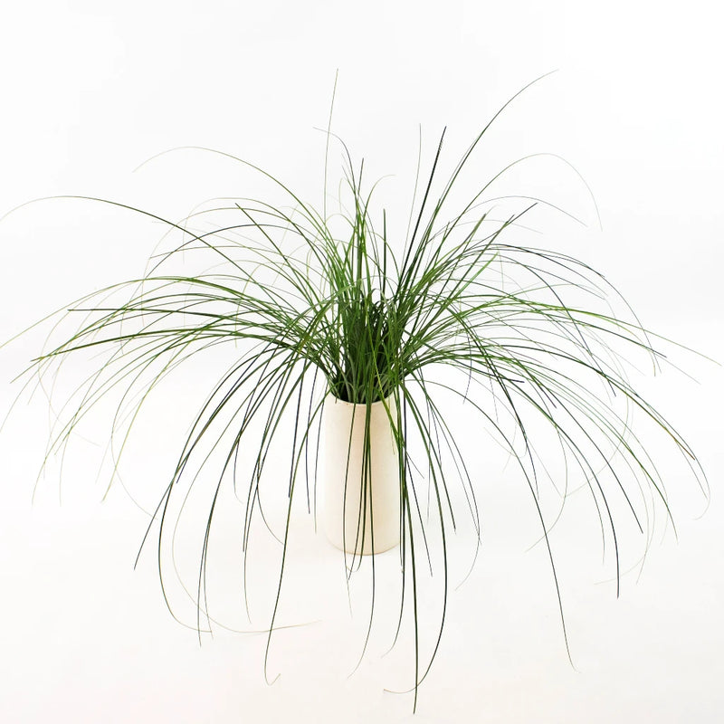 Green Bear Grass Greenery Bunch in Vase