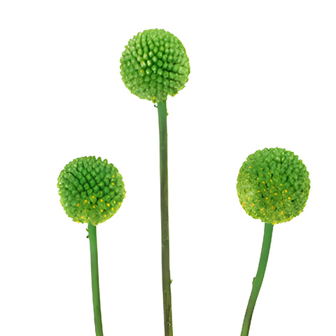Green Craspedia Billy Balls